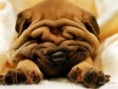 /album/fotogaleria/dog-1024-51-1-jpg/